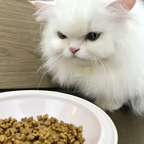 غذای خشک گربه سلبن مدل پرشین Celebone Persian Cat وزن 2.5 کیلوگرم