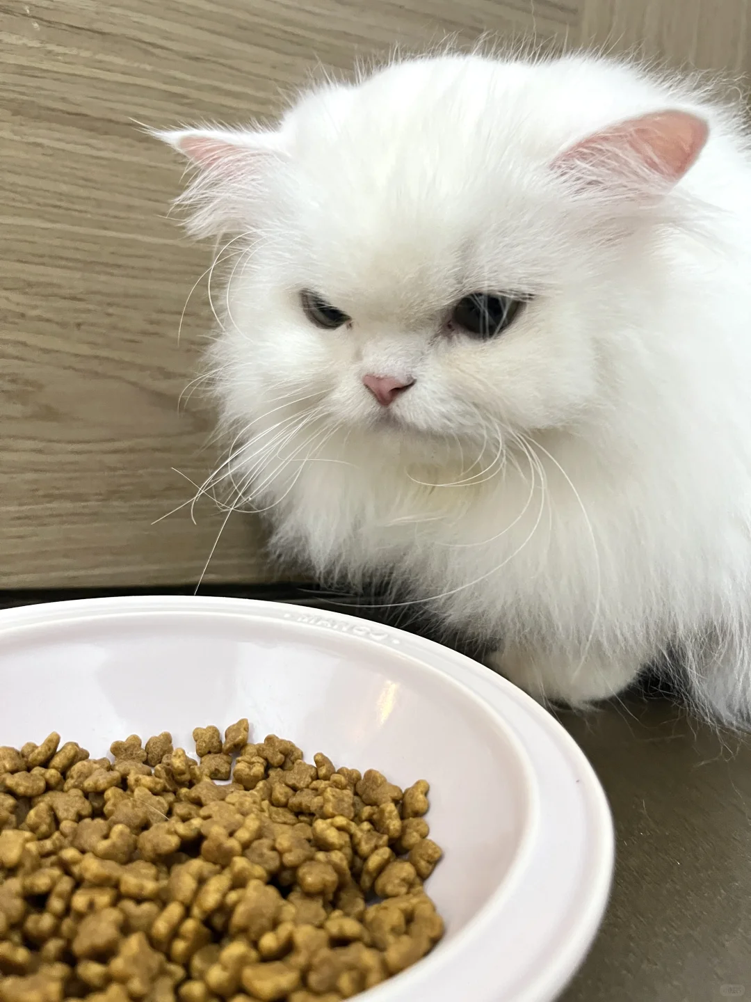 غذای خشک گربه سلبن مدل پرشین Celebone Persian Cat وزن 2.5 کیلوگرم