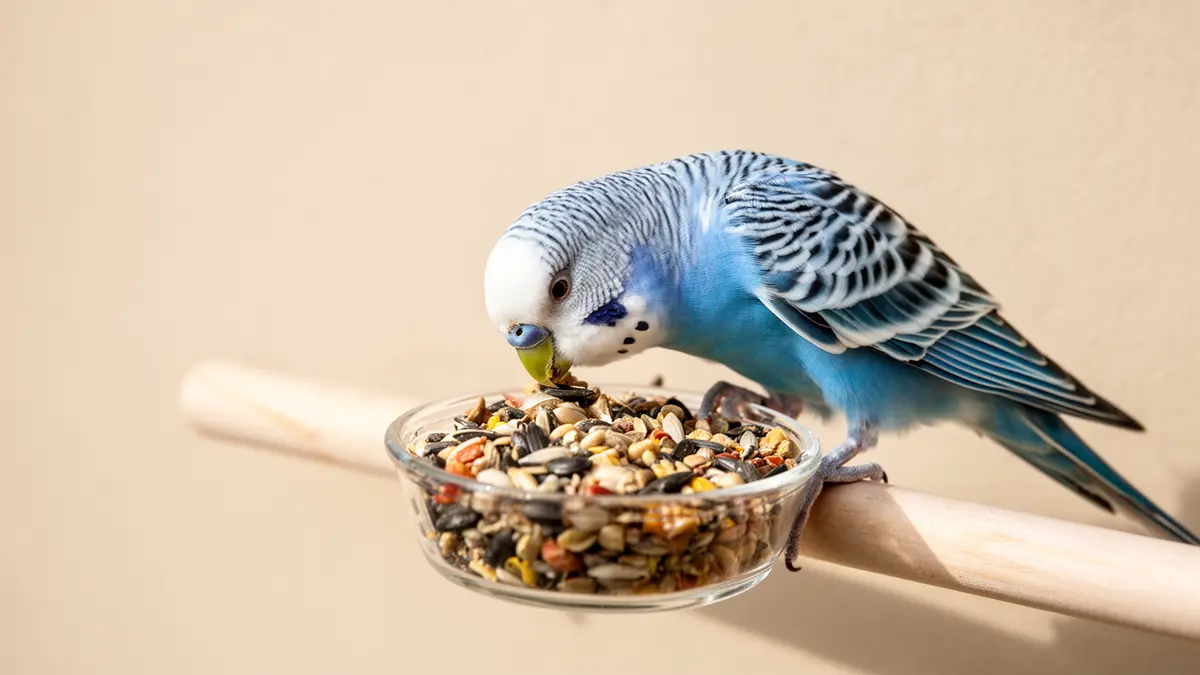 غذای طوطی سانان بردفید- Bird feed (1 کیلو)