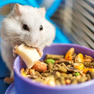 پلت جونده همستر شاپ Hamster Shop (1کیلو)