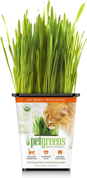 چمن گربه Cat Grass