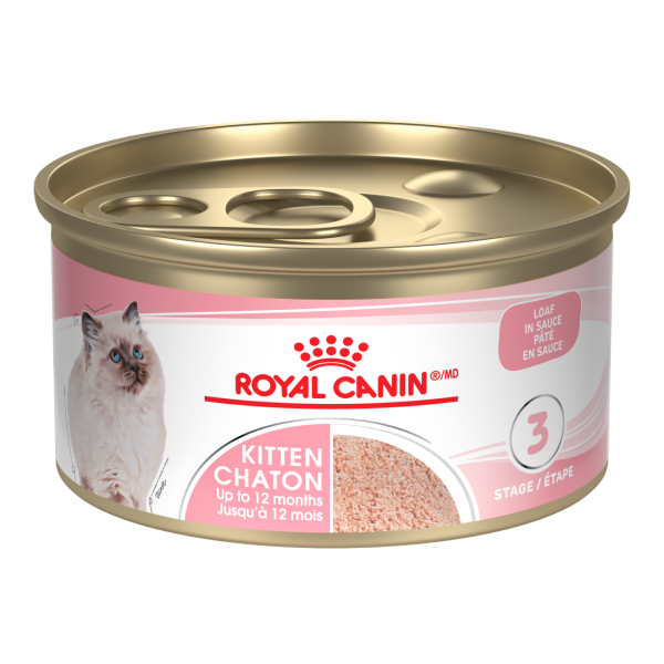 پوچ گربه بریتیش رویال کنین (British shorthair Royal Canin)